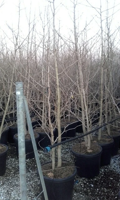 Japanse Notenboom, Meerstammig (Ginkgo Biloba) 8 Japanse Notenboom, Meerstammig (Ginkgo Biloba) - Afbeelding 8