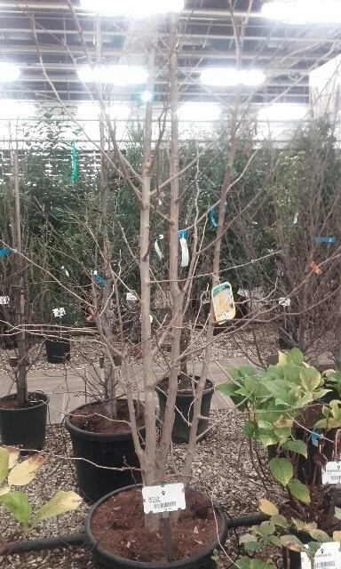 Japanse Notenboom, Meerstammig (Ginkgo Biloba) 9 Japanse Notenboom, Meerstammig (Ginkgo Biloba) - Afbeelding 9