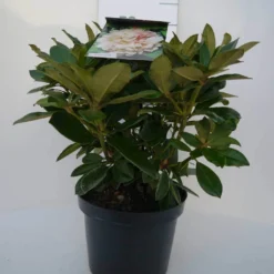 Dwergrhododendron (Rhododendron 'Golden Torch') -Planten Verkoopwinkel golden torch c4 voor 2