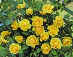 Klimroos (Rosa 'Golden Gate') -Planten Verkoopwinkel goldengate 1