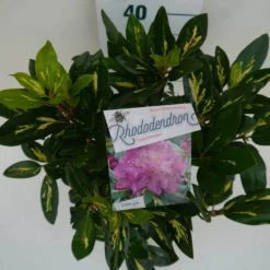 Rhododendron (Rhododendron 'Goldflimmer') -Planten Verkoopwinkel goldflimmer c5 boven 2