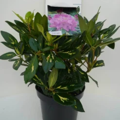 Rhododendron (Rhododendron 'Goldflimmer') -Planten Verkoopwinkel goldflimmer c5 voor
