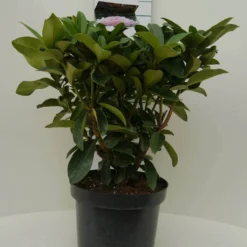 Rhododendron (Rhododendron 'Gomer Waterer') -Planten Verkoopwinkel gomer waterer c7.5 voor