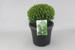 Hebe (Hebe Odora ‘Nana’)