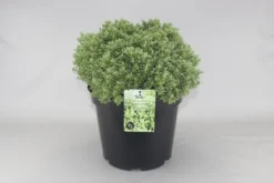 Hebe (Hebe Pinguifolia 'Sutherlandii')