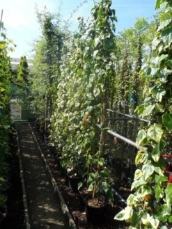 Kaukasische Klimop (Hedera Colchica 'Dentata Variegata') -Planten Verkoopwinkel hedera colchica dentata variegata 175 200 c10