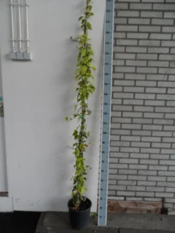 Kaukasische Klimop (Hedera Colchica 'Dentata Variegata') -Planten Verkoopwinkel hedera colchica dentata variegata 175 200 c10