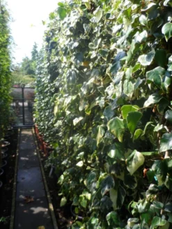 Kaukasische Klimop (Hedera Colchica 'Dentata Variegata') -Planten Verkoopwinkel hedera colchica dentata variegata 200 250 c15