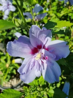 Altheastruik (Hibiscus Syriacus 'Blue Chiffon') -Planten Verkoopwinkel hibiscis blue chiffon 1