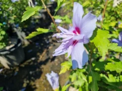 Altheastruik (Hibiscus Syriacus 'Blue Chiffon') -Planten Verkoopwinkel hibiscis blue chiffon 2