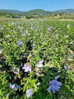 Altheastruik (Hibiscus Syriacus 'Blue Chiffon') -Planten Verkoopwinkel hibiscis blue chiffon 4