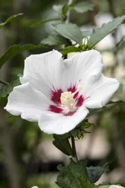 Altheastruik Op Stam (Hibiscus Syriacus 'Red Heart') -Planten Verkoopwinkel hibiscus redheartv01 1
