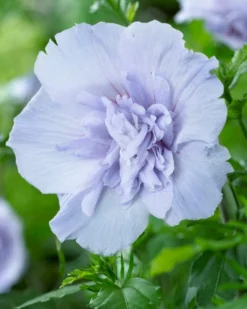 Altheastruik (Hibiscus Syriacus 'Blue Chiffon') -Planten Verkoopwinkel hibiscus blue chiffon 2