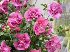 Altheastruik (Hibiscus Syriacus 'Magenta Chiffon')