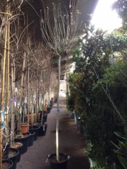 Altheastruik Als Boom (Hibiscus Syriacus 'Oiseau Blue') -Planten Verkoopwinkel hibiscus oiseau blue 1214 2 1