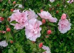Altheastruik (Hibiscus Syriacus 'Pink Chiffon') -Planten Verkoopwinkel hibiscus pink chiffon 1
