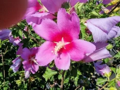 Altheastruik (Hibiscus Syriacus 'Rose Moon') -Planten Verkoopwinkel hibiscus rose moon 3