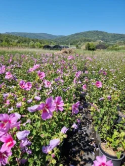 Altheastruik (Hibiscus Syriacus 'Rose Moon') -Planten Verkoopwinkel hibiscus rose moon 4