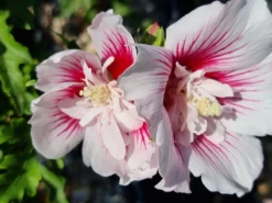 Altheastruik (Hibiscus Syriacus 'Starburst Chiffon') -Planten Verkoopwinkel hibiscus stardust chiffon 1