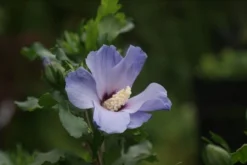 Altheastruik Op Stam (Hibiscus Syriacus 'Oiseau Blue') -Planten Verkoopwinkel hibiscus syr. oiseau blue 3