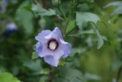 Altheastruik Op Stam (Hibiscus Syriacus 'Oiseau Blue') -Planten Verkoopwinkel hibiscus syr oiseau bleu 2