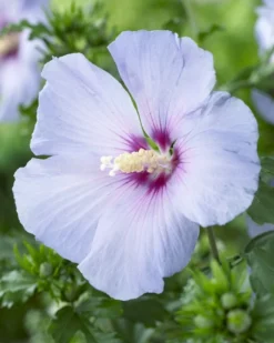 Altheastruik Op Stam (Hibiscus Syriacus 'Oiseau Blue')