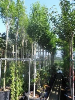 Altheastruik Als Boom (Hibiscus Syriacus 'Oiseau Blue') -Planten Verkoopwinkel hibiscus syriacus oiseau bleu 12 14ho cont