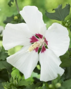 Altheastruik Als Boom (Hibiscus Syriacus 'Red Heart')