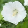 Altheastruik (Hibiscus Syriacus 'William R. Smith')