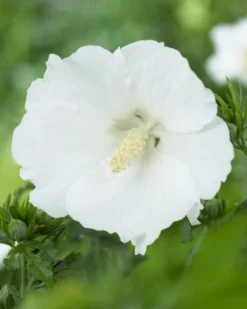 Altheastruik (Hibiscus Syriacus 'William R. Smith')