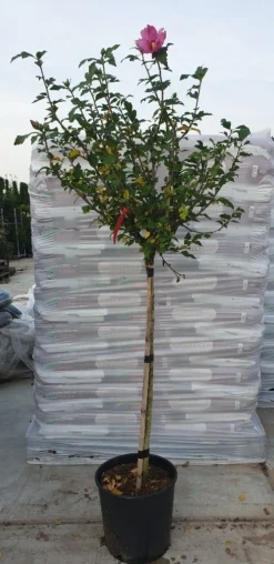 Altheastruik Op Stam (Hibiscus Syriacus 'Woodbridge') -Planten Verkoopwinkel hibiscus woodbridge