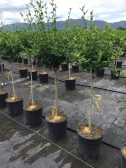 Altheastruik Als Halfstam (Hibiscus Syriacus 'Hamabo') -Planten Verkoopwinkel hibiscushamabohalfstam03