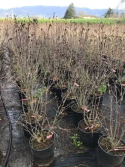 Altheastruik (Hibiscus Syriacus 'Pink Chiffon') -Planten Verkoopwinkel hibiscuspinkchiffon