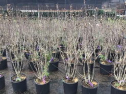 Altheastruik (Hibiscus Syriacus 'Purple Ruffles') -Planten Verkoopwinkel hibiscuspurpleruffles02 1