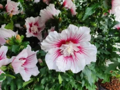 Altheastruik (Hibiscus Syriacus 'Starburst Chiffon') -Planten Verkoopwinkel hibiscusstarburstchiffon01