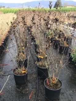 Altheastruik (Hibiscus Syriacus 'Starburst Chiffon') -Planten Verkoopwinkel hibiscusstarburstchiffon02