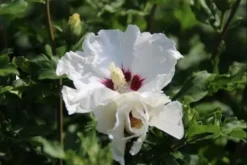Altheastruik Als Boom (Hibiscus Syriacus 'Red Heart') -Planten Verkoopwinkel hibiscussyriacus redheart03b 1