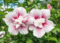 Altheastruik (Hibiscus Syriacus 'Starburst Chiffon')