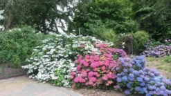 Hortensia (Hydrangea 'Endless Summer' Roze) -Planten Verkoopwinkel hortensia 2 1