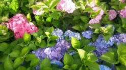 Hortensia (Hydrangea 'Endless Summer' Blauw) -Planten Verkoopwinkel hortensia endless summer