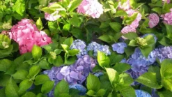 Hortensia (Hydrangea 'Endless Summer' Blauw) -Planten Verkoopwinkel hortensia endless summer 1 1