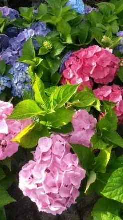 Hortensia (Hydrangea 'Endless Summer' Roze) -Planten Verkoopwinkel hortensia endless summer 2 1