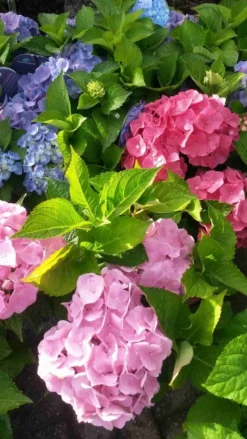 Hortensia (Hydrangea 'Endless Summer' Blauw) -Planten Verkoopwinkel hortensia endless summer 2 1 1