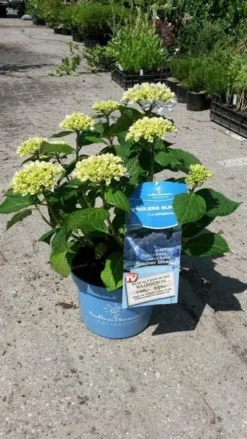 Hortensia (Hydrangea 'Endless Summer' Blauw) -Planten Verkoopwinkel hortensia endless summer 3 2