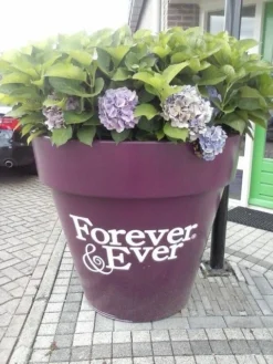 Hortensia Blauw (Hydrangea 'Forever&Ever') -Planten Verkoopwinkel hortensia forever ever 2 2