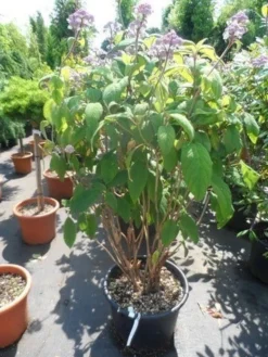 Fluweelhortensia (Hydrangea Aspera 'Macrophylla') -Planten Verkoopwinkel hydrangea aspera macrophylla 125 150 175 c50 1