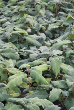 Fluweelhortensia (Hydrangea Aspera 'Macrophylla') -Planten Verkoopwinkel hydrangea aspera macrophylla 1 1