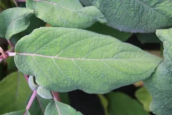 Fluweelhortensia (Hydrangea Aspera 'Macrophylla') -Planten Verkoopwinkel hydrangea aspera macrophylla 2 1