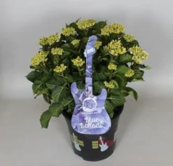 Hortensia Blue Ballad (Hydrangea 'Music Collection') -Planten Verkoopwinkel hydrangea blue ballad c5 3 1