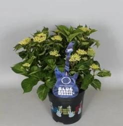 Hortensia Blue Boogiewoogie (Hydrangea 'Music Collection') -Planten Verkoopwinkel hydrangea blue boogiewoogie 3 1 2
